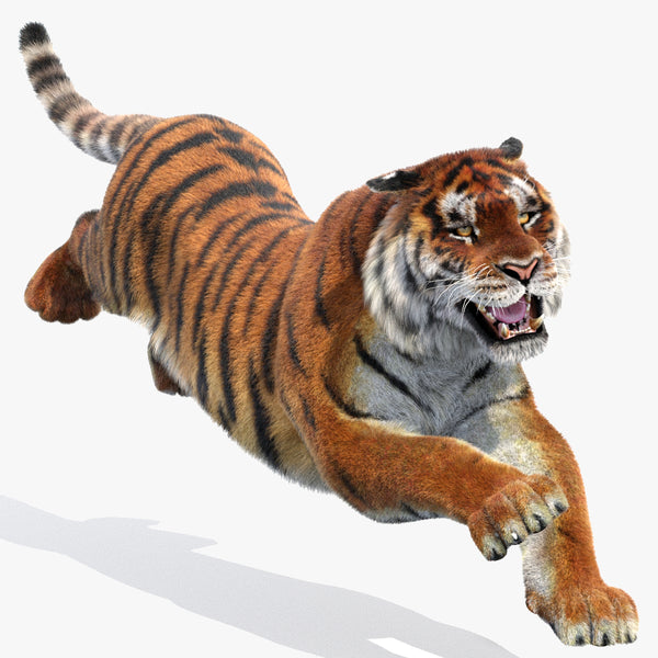 Animated Siberian Tiger 3D Model Fur