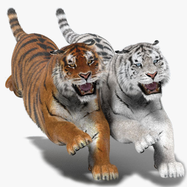 Tiger Animated 3D Model Fur Two Colors