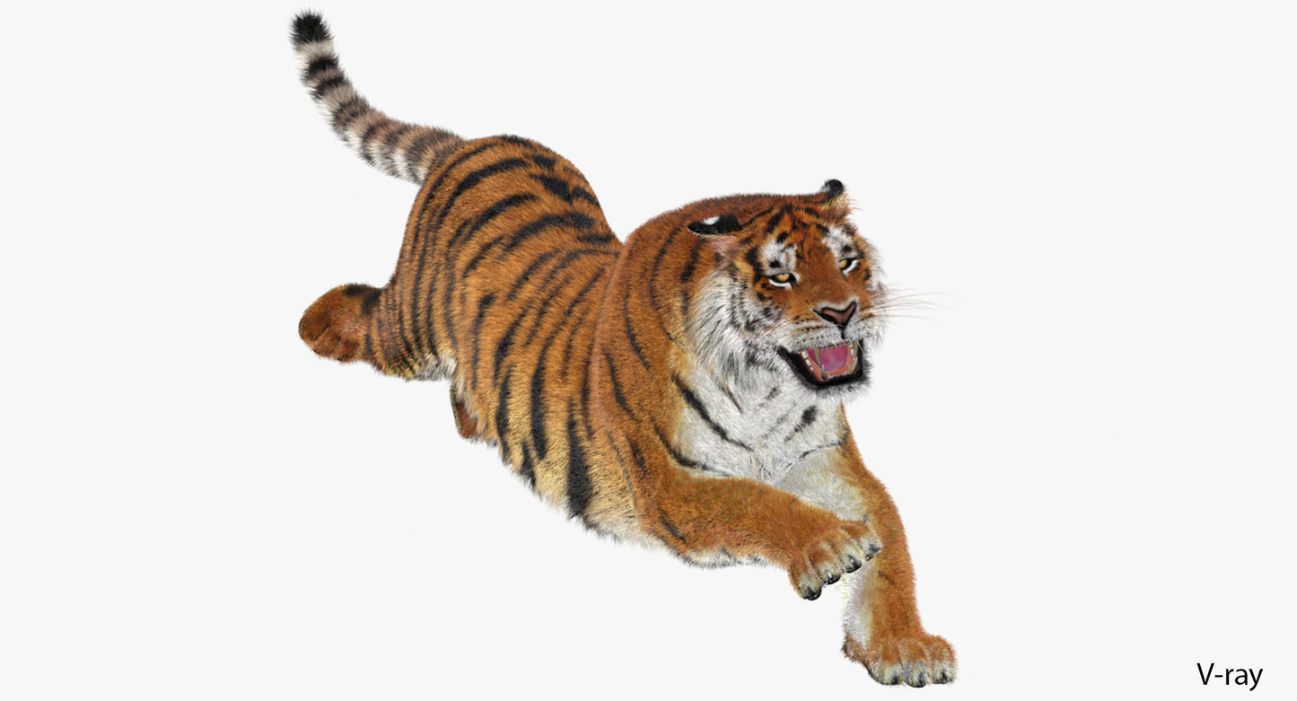 Animated Big Cats 3D Model Fur