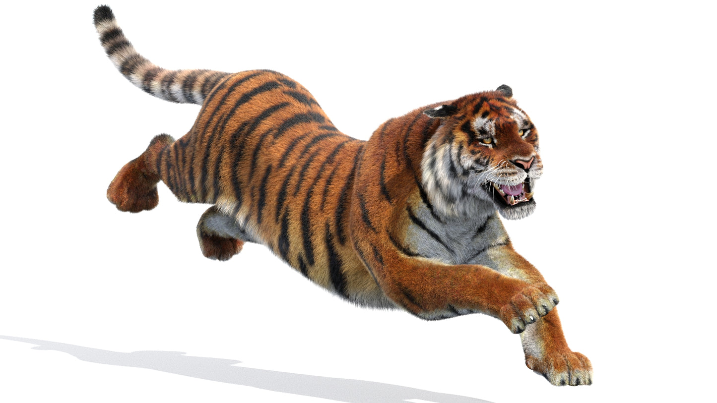 Animated Siberian Tiger 3D Model with Fur