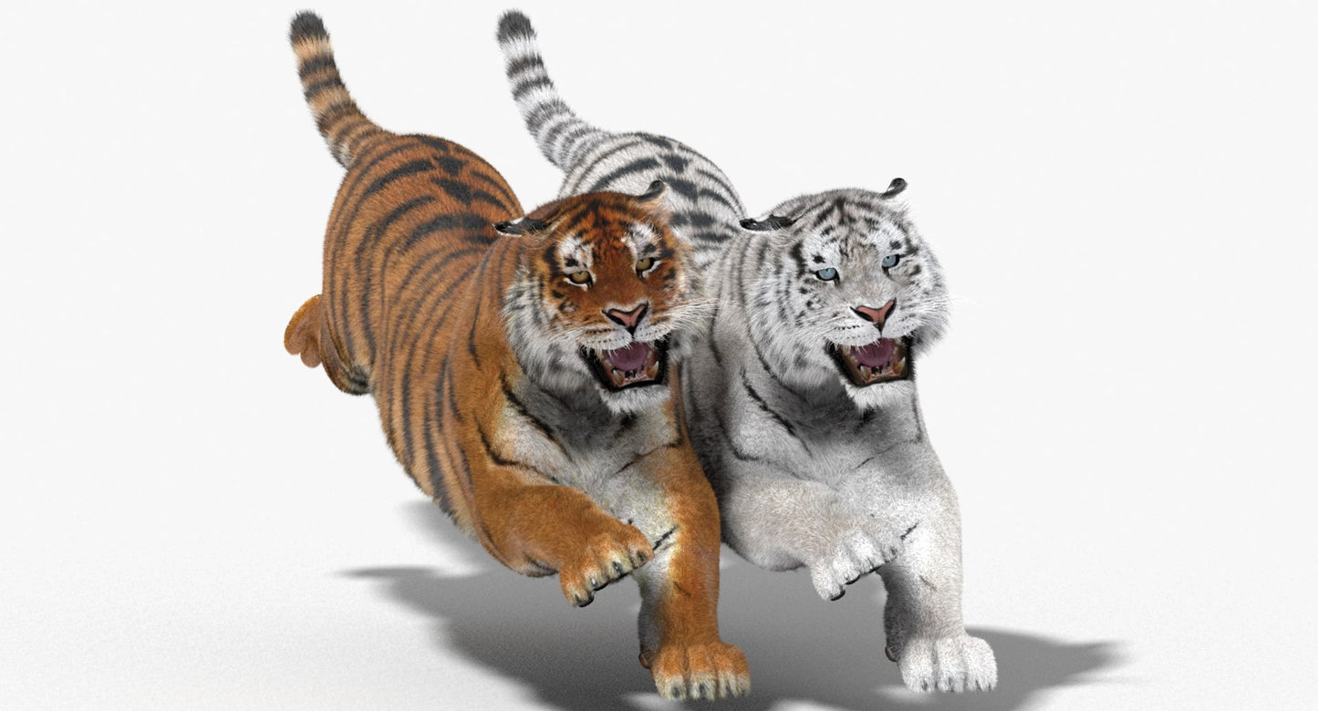 Tiger Animated 3D Model Fur Two Colors