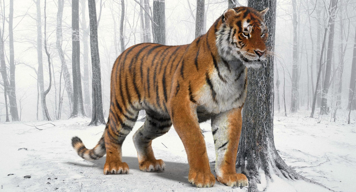 Tiger Animated 3D Model Fur Two Colors