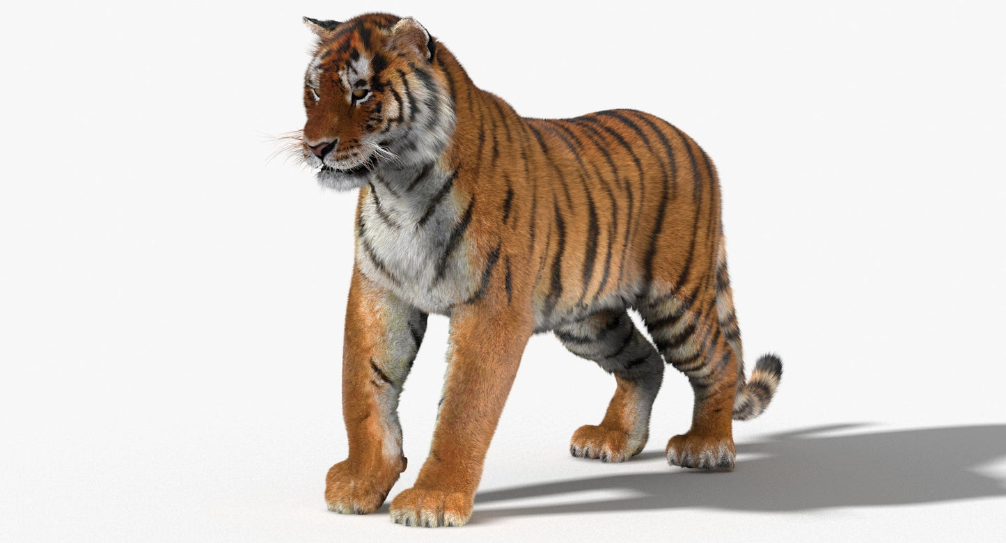 Tiger Animated 3D Model Fur Two Colors