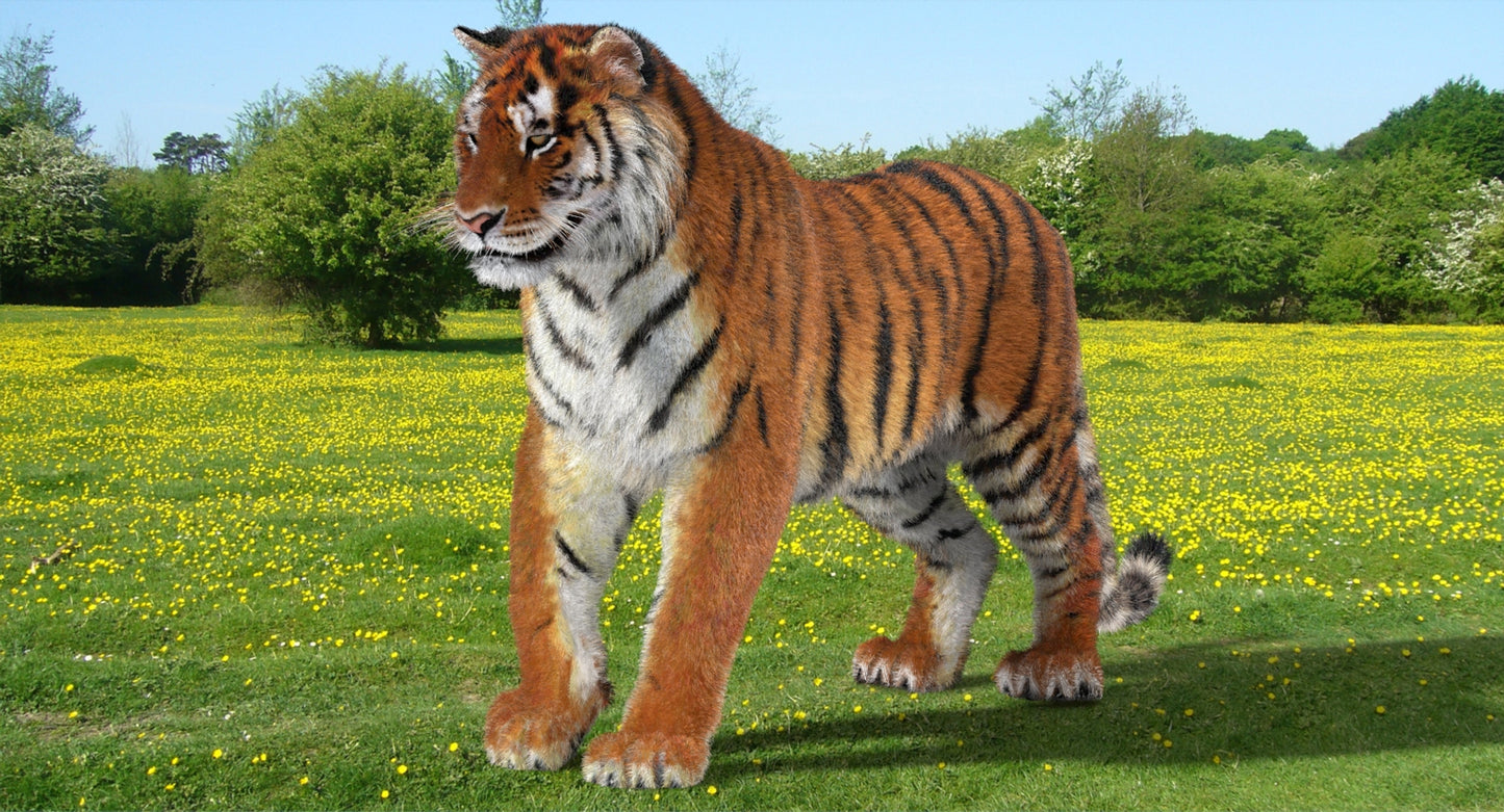 Animated Big Cats 3D Model Fur