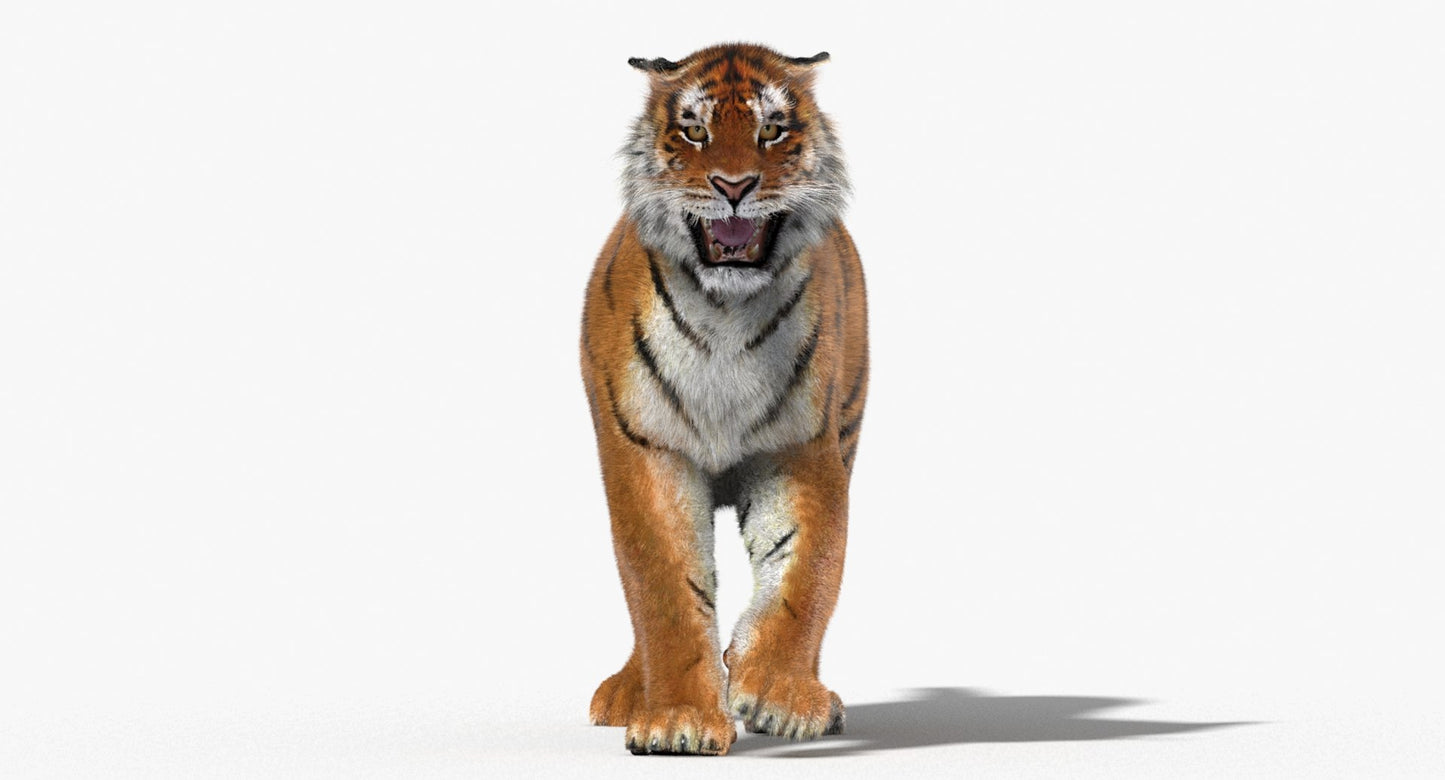 Tiger Animated 3D Model Fur Two Colors