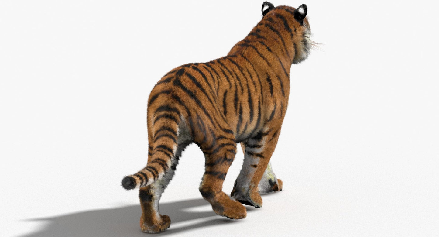 Tiger Animated 3D Model Fur Two Colors