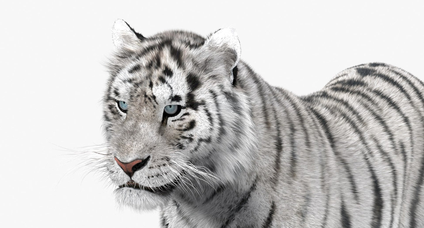 Tiger Animated 3D Model Fur Two Colors