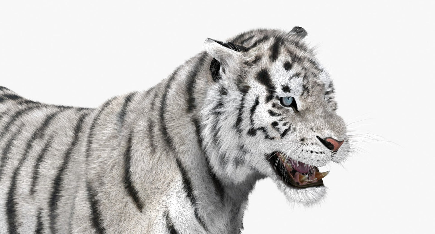 Tiger Animated 3D Model Fur Two Colors