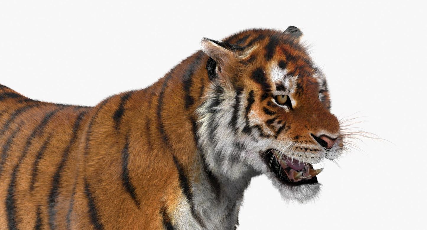 Tiger Animated 3D Model Fur Two Colors