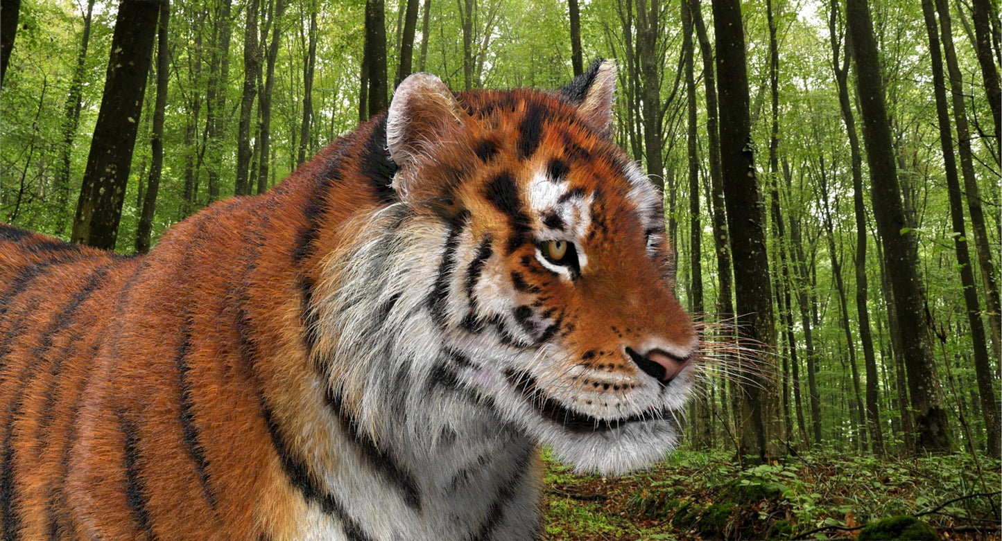 Animated Big Cats 3D Model Fur