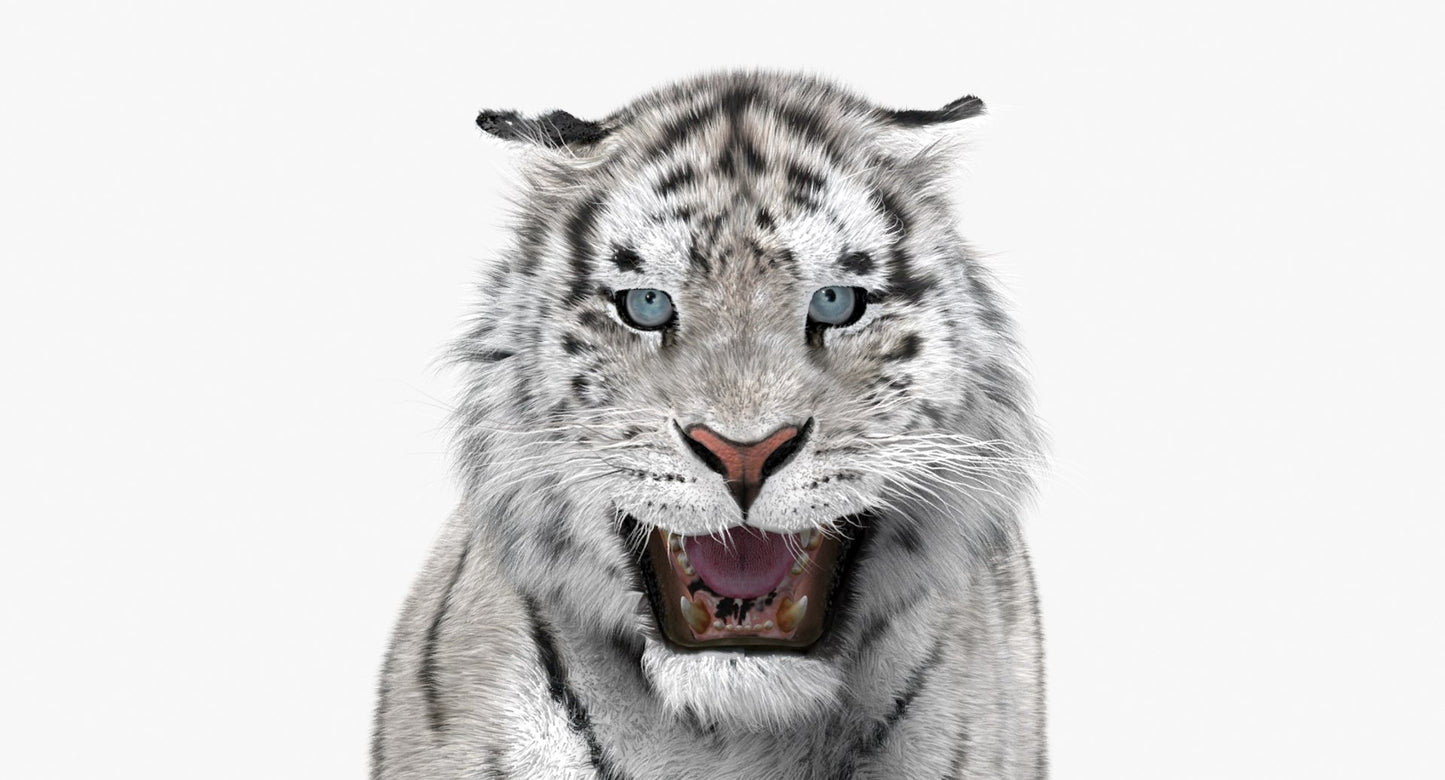 Tiger Animated 3D Model Fur Two Colors