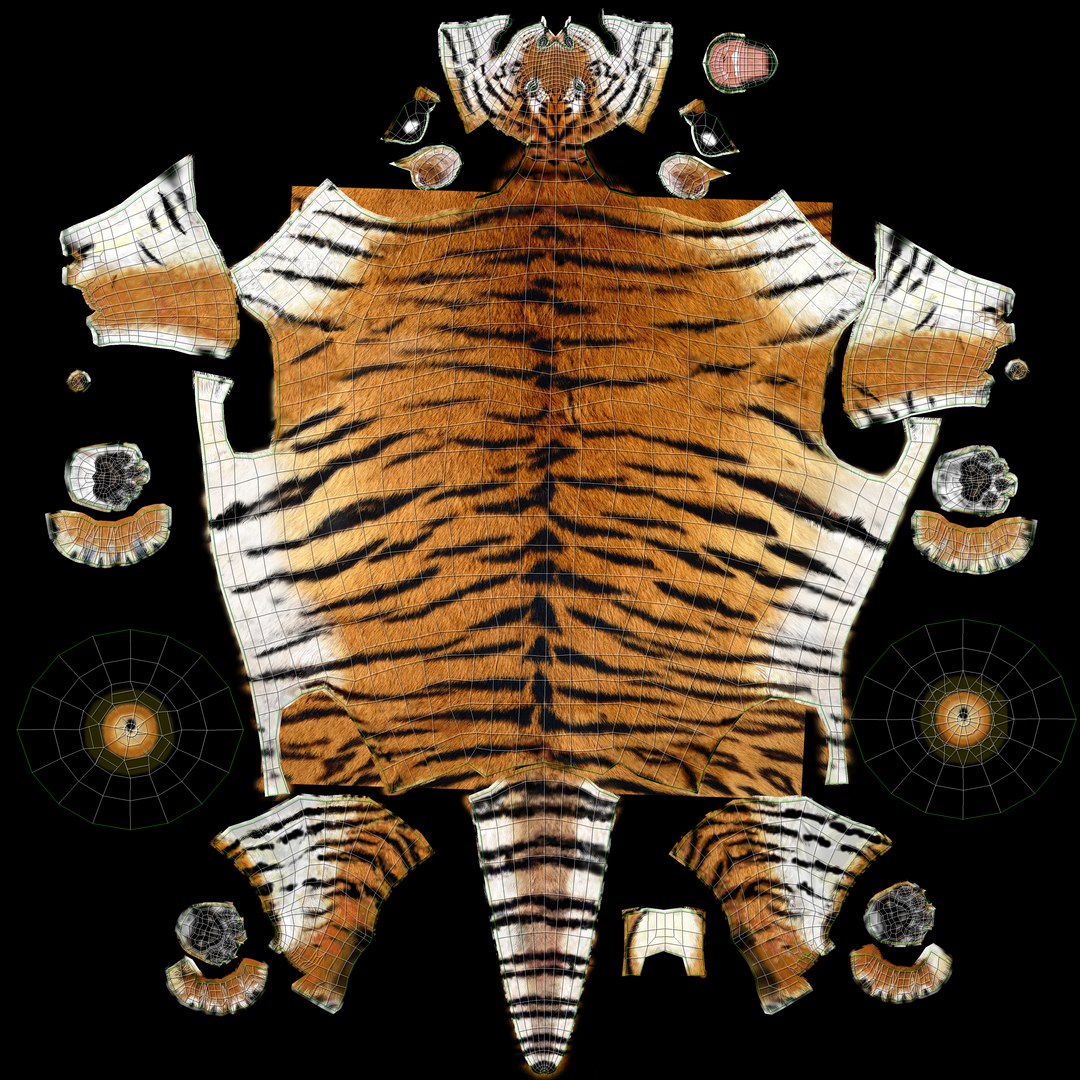 Tiger Animated 3D Model Fur Two Colors
