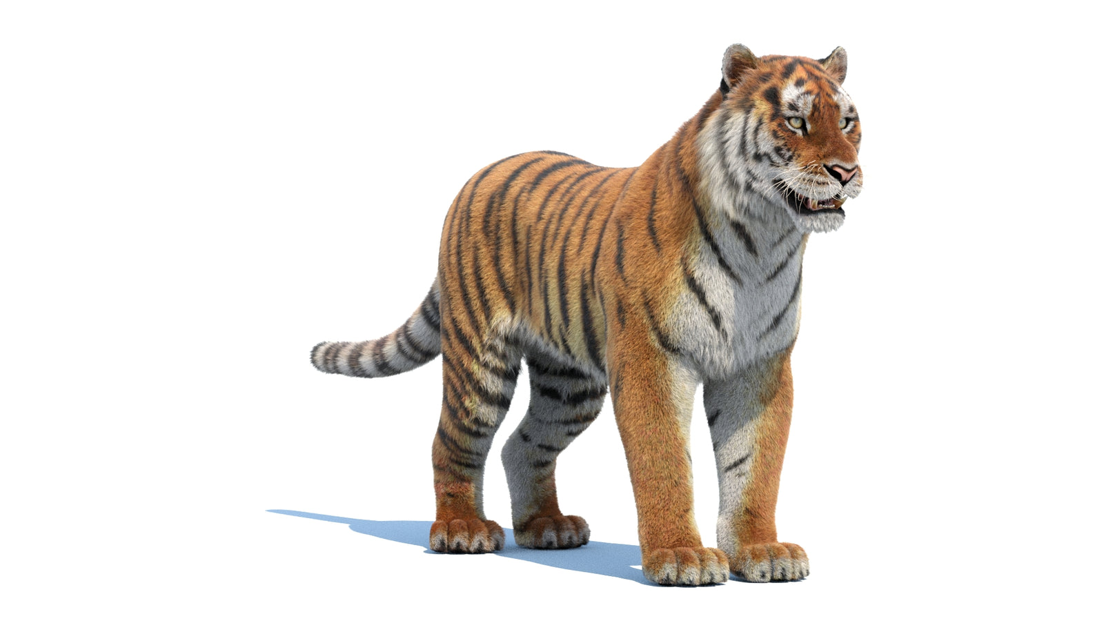Siberian Tiger 3D Model Fur 360° view 1 frame 3