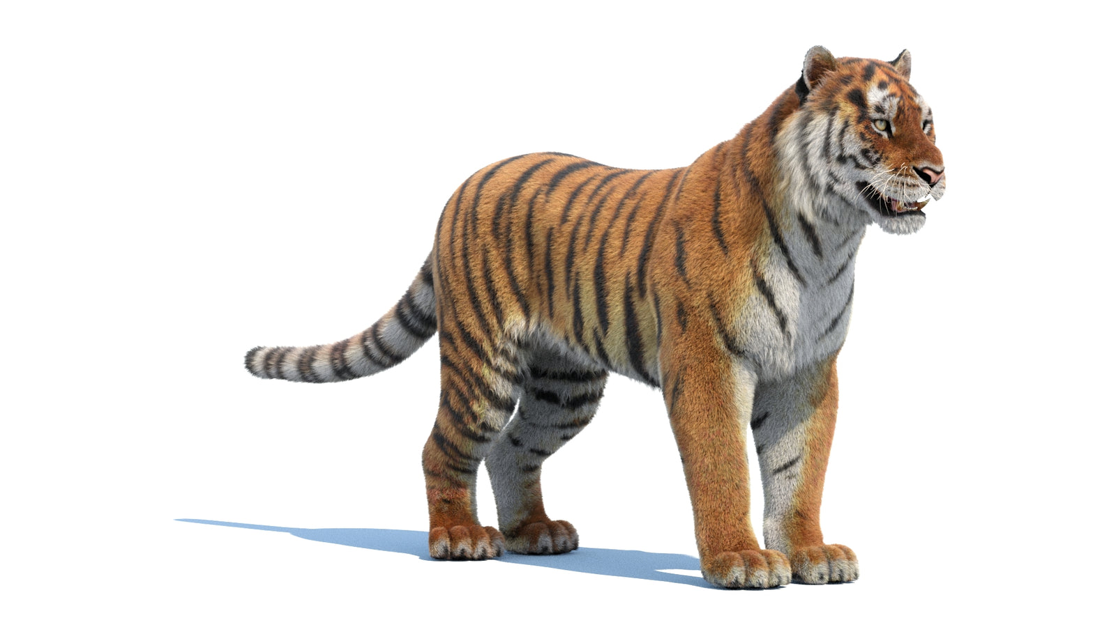 Siberian Tiger 3D Model Fur 360° view 1 frame 4