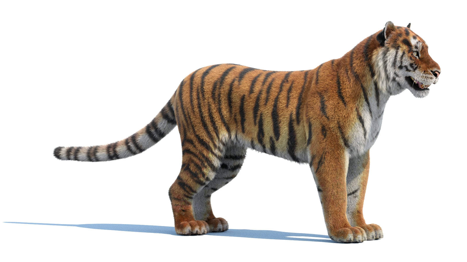 Siberian Tiger 3D Model Fur 360° view 1 frame 6