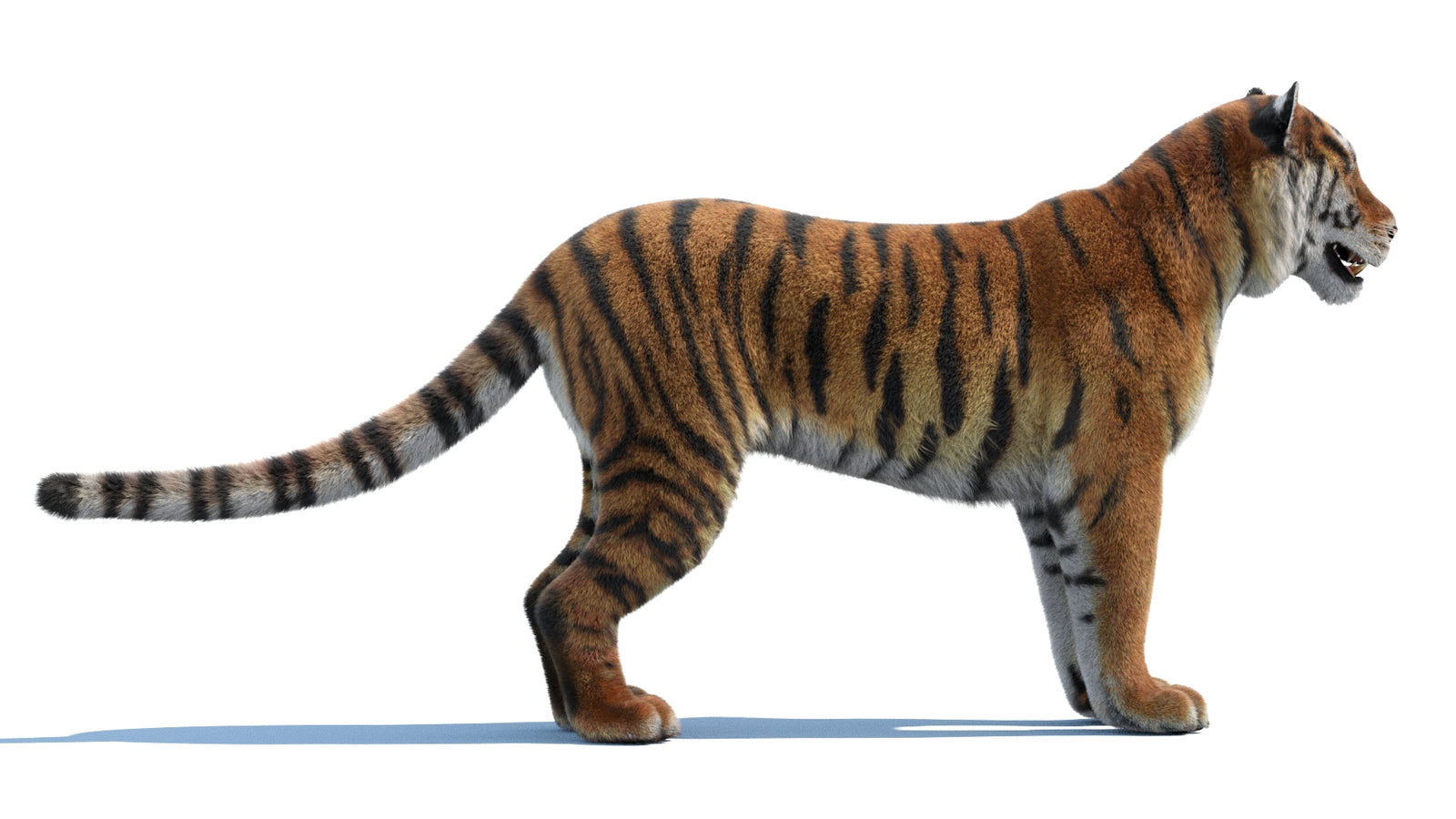 Siberian Tiger 3D Model Fur 360° view 1 frame 10