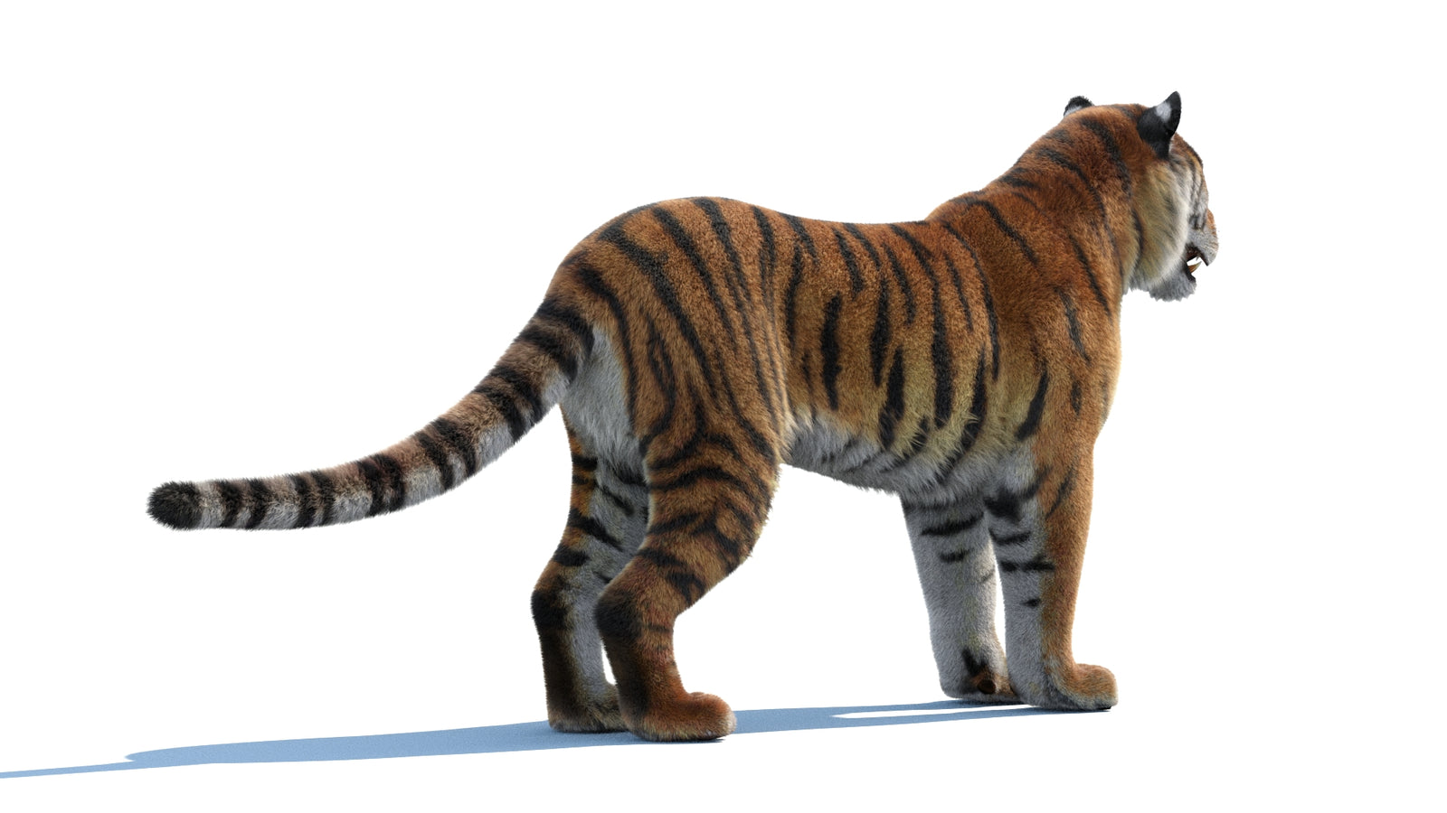Siberian Tiger 3D Model Fur 360° view 1 frame 13