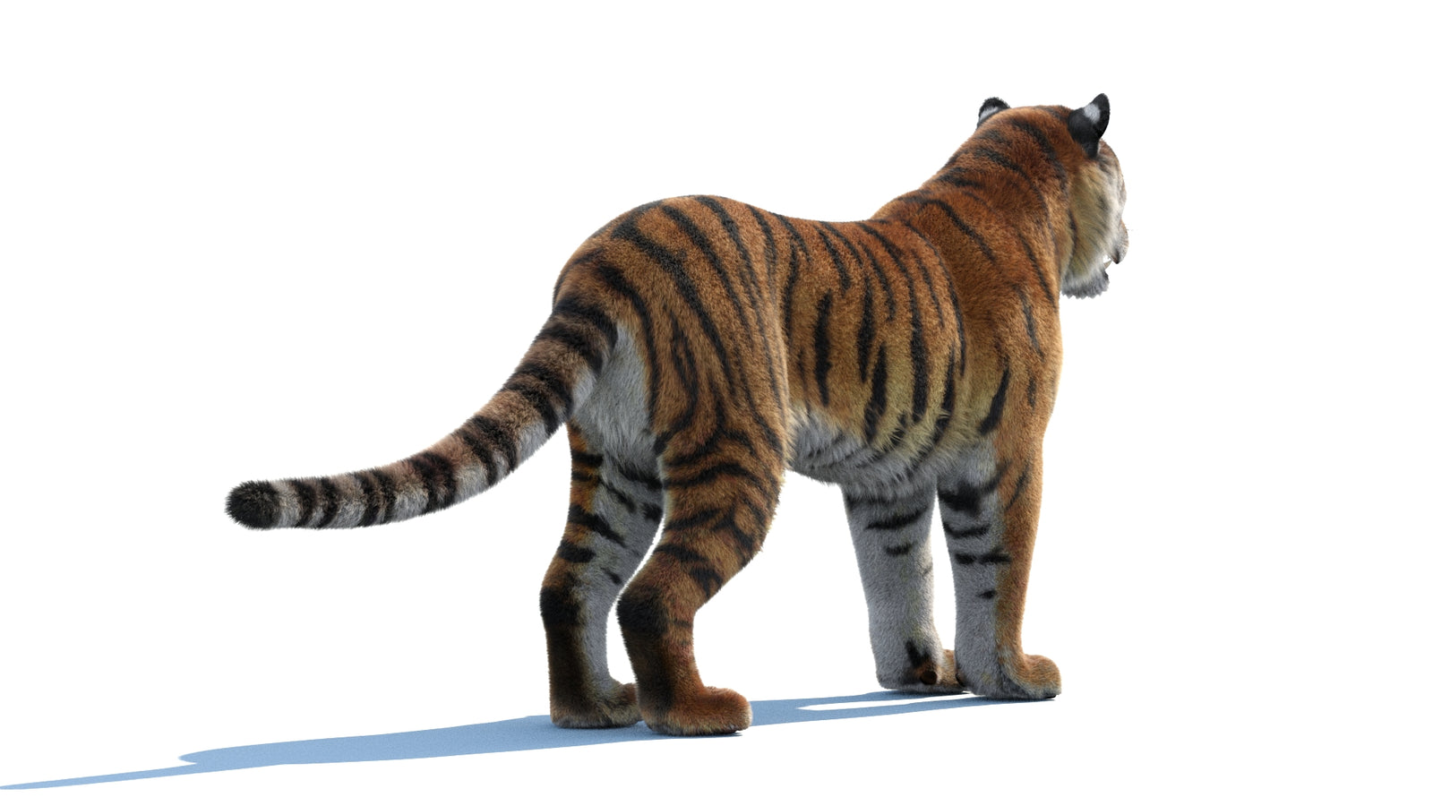 Siberian Tiger 3D Model Fur 360° view 1 frame 14