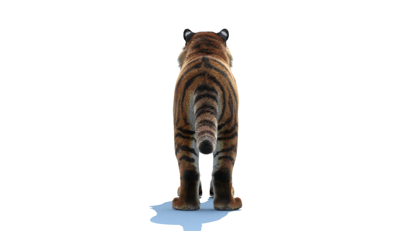 Siberian Tiger 3D Model Fur 360° view 1 frame 18