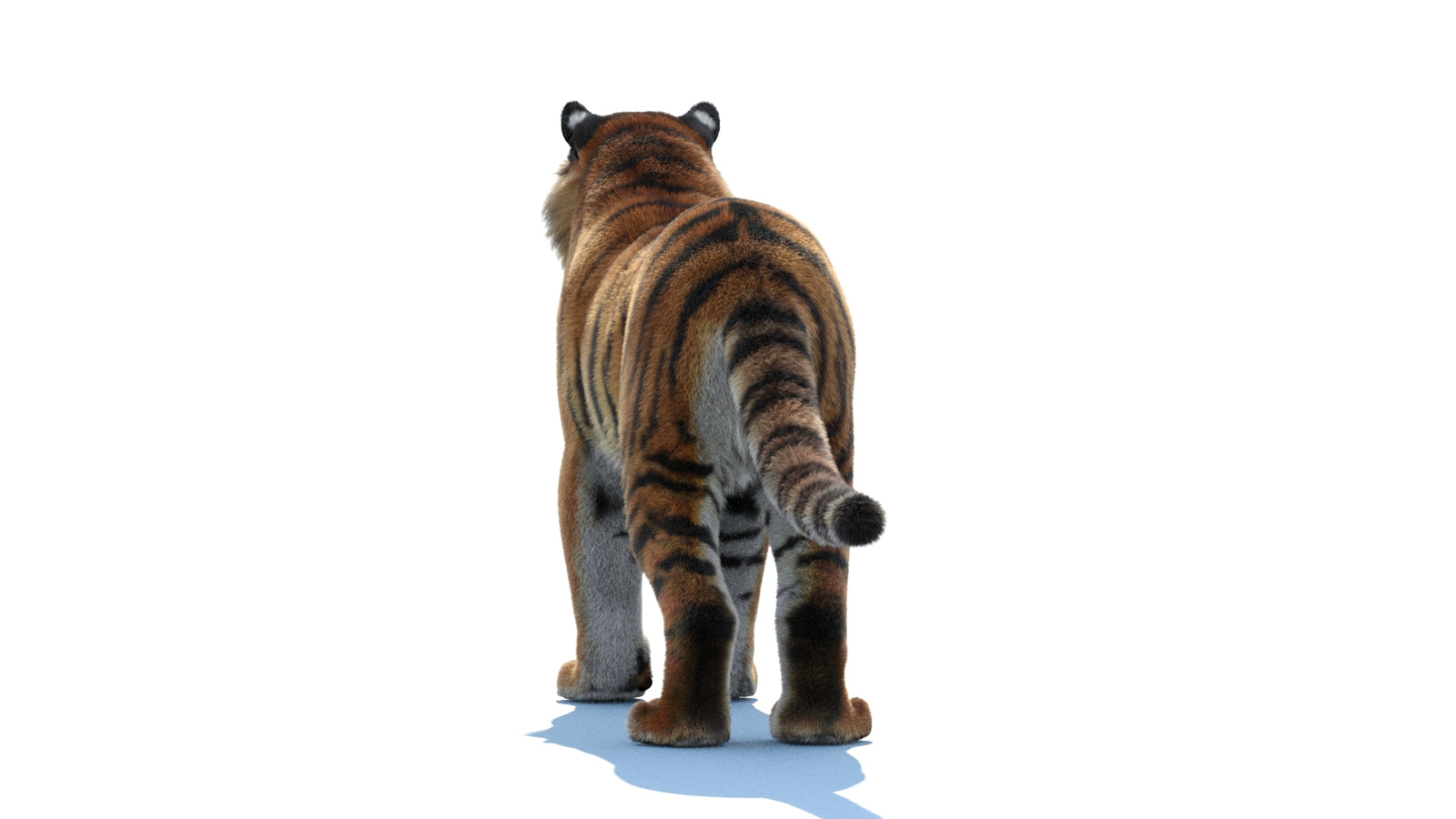 Siberian Tiger 3D Model Fur 360° view 1 frame 19