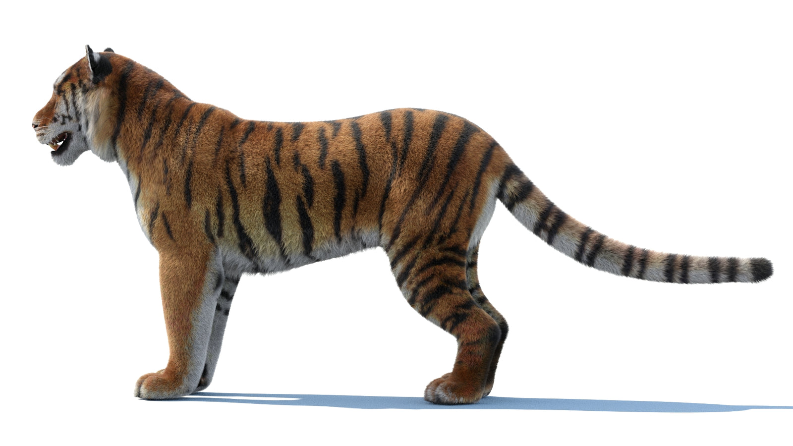 Siberian Tiger 3D Model Fur 360° view 1 frame 26
