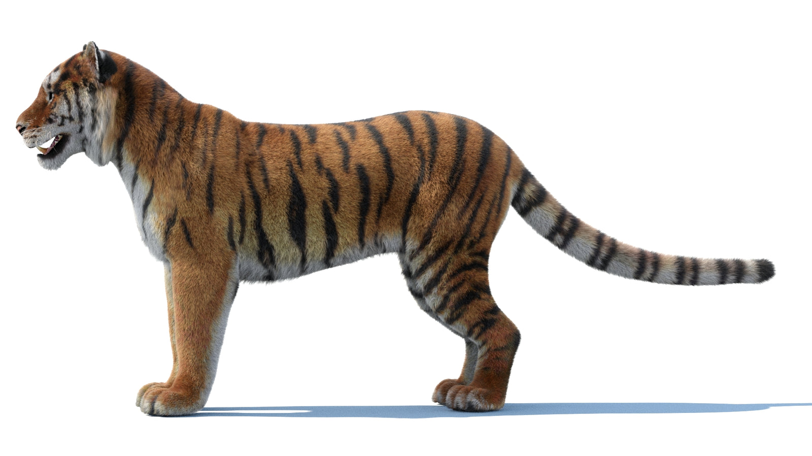 Siberian Tiger 3D Model Fur 360° view 1 frame 28