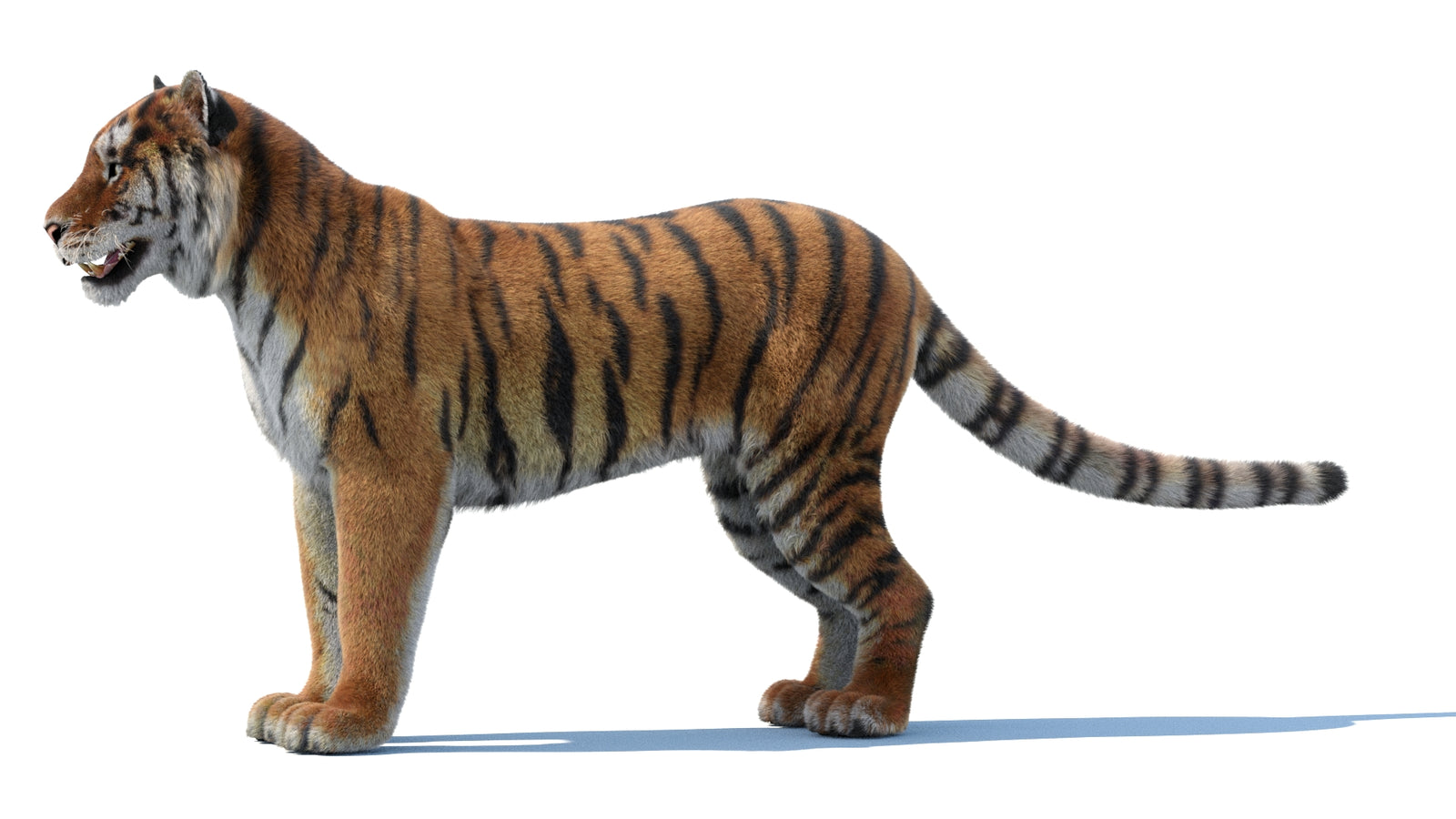 Siberian Tiger 3D Model Fur 360° view 1 frame 29