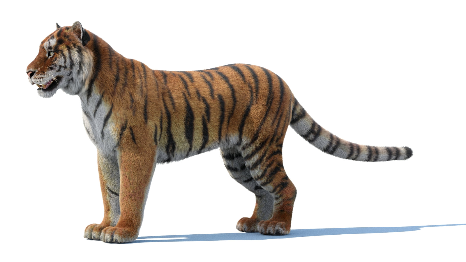 Siberian Tiger 3D Model Fur 360° view 1 frame 30