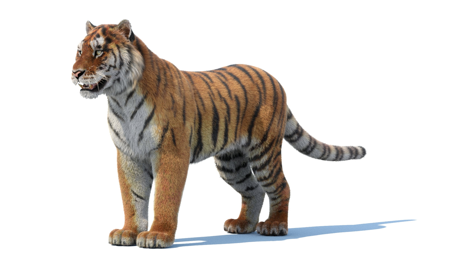 Siberian Tiger 3D Model Fur 360° view 1 frame 32
