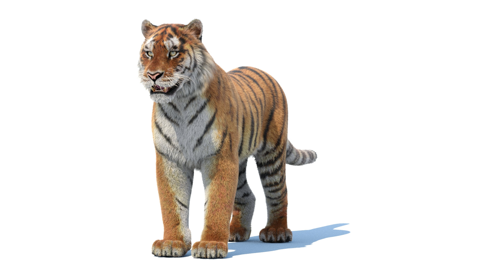 Siberian Tiger 3D Model Fur 360° view 1 frame 34