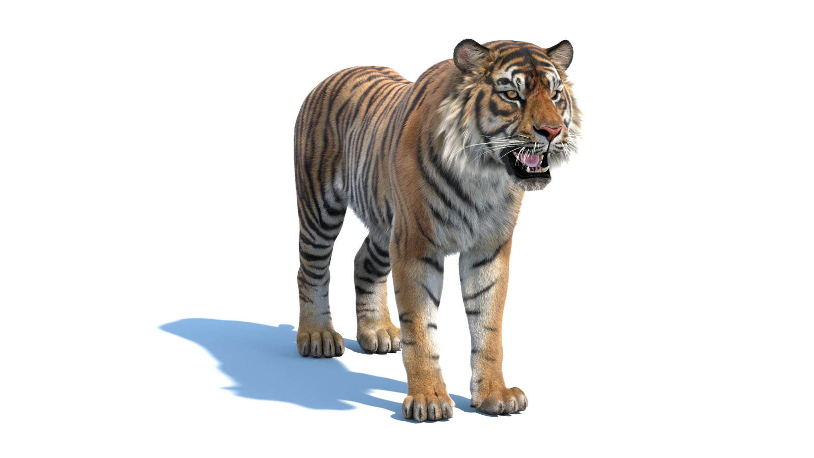 Animated Sumatran Tiger 3D Model Fur 360° view 1 frame 2