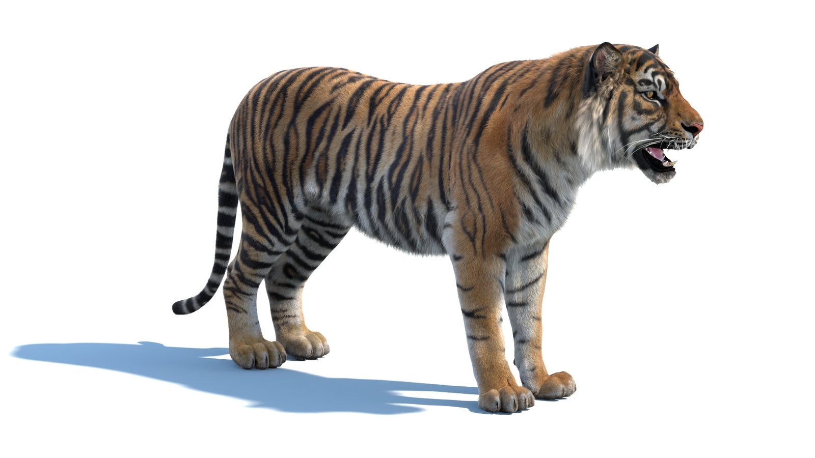 Animated Sumatran Tiger 3D Model Fur 360° view 1 frame 5