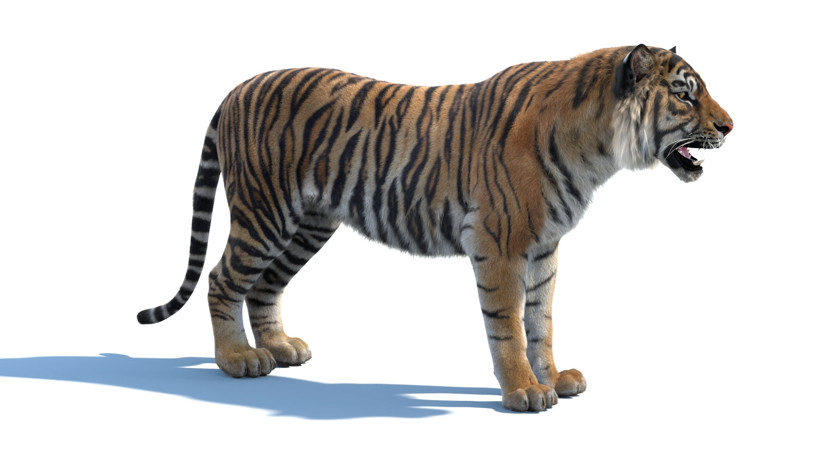 Animated Sumatran Tiger 3D Model Fur 360° view 1 frame 6