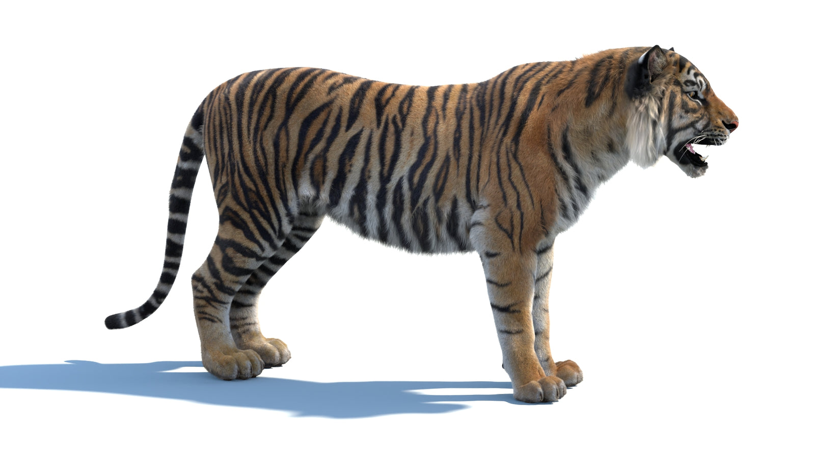 Animated Sumatran Tiger 3D Model Fur 360° view 1 frame 7