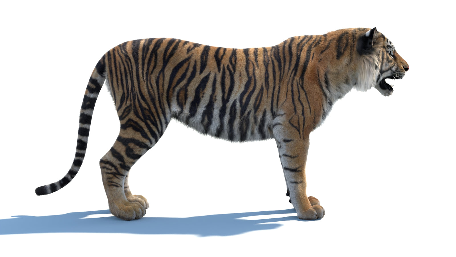 Animated Sumatran Tiger 3D Model Fur 360° view 1 frame 9