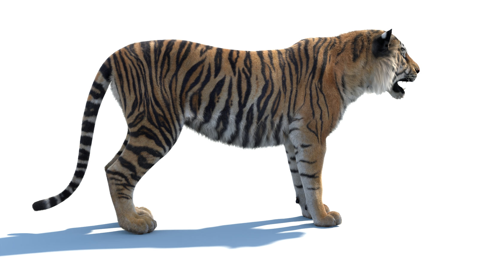 Animated Sumatran Tiger 3D Model Fur 360° view 1 frame 10