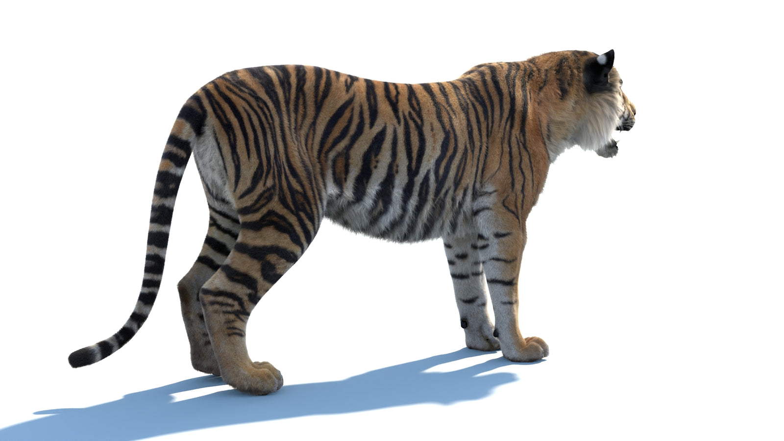 Animated Sumatran Tiger 3D Model Fur 360° view 1 frame 12