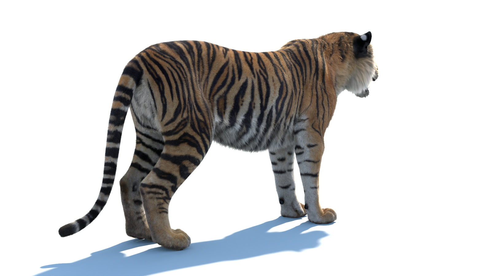 Animated Sumatran Tiger 3D Model Fur 360° view 1 frame 13