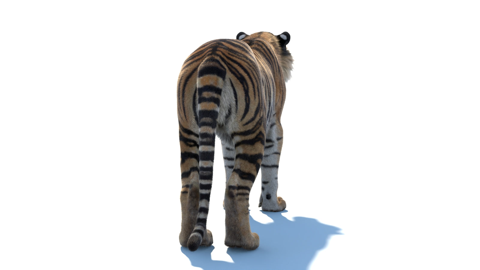 Animated Sumatran Tiger 3D Model Fur 360° view 1 frame 17
