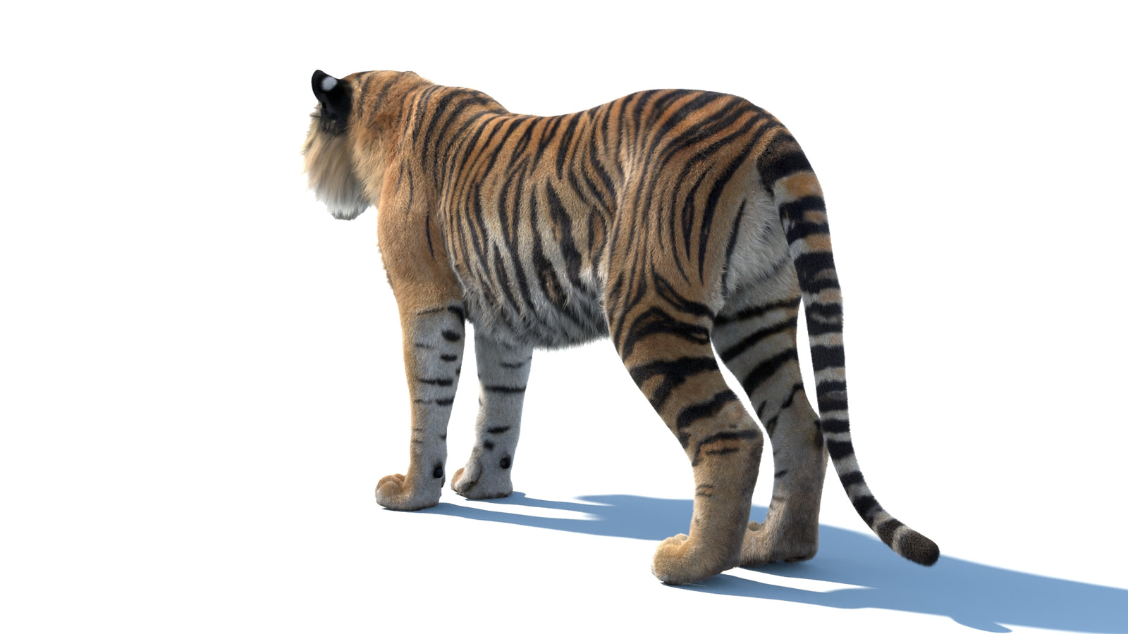 Animated Sumatran Tiger 3D Model Fur 360° view 1 frame 22