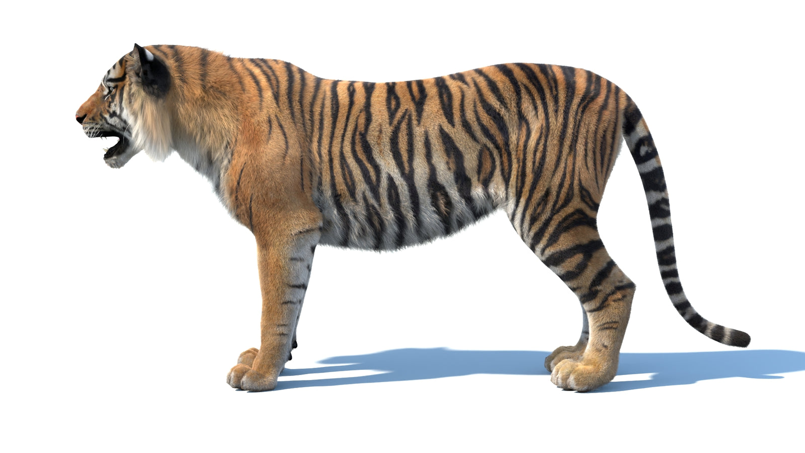 Animated Sumatran Tiger 3D Model Fur 360° view 1 frame 27