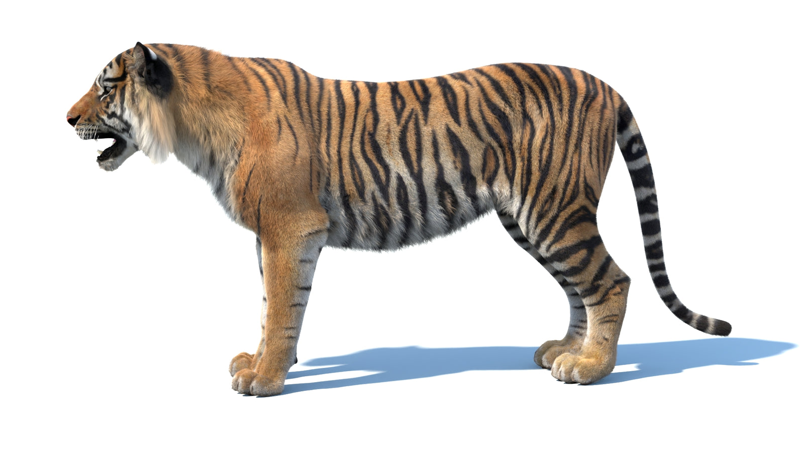 Animated Sumatran Tiger 3D Model Fur 360° view 1 frame 28
