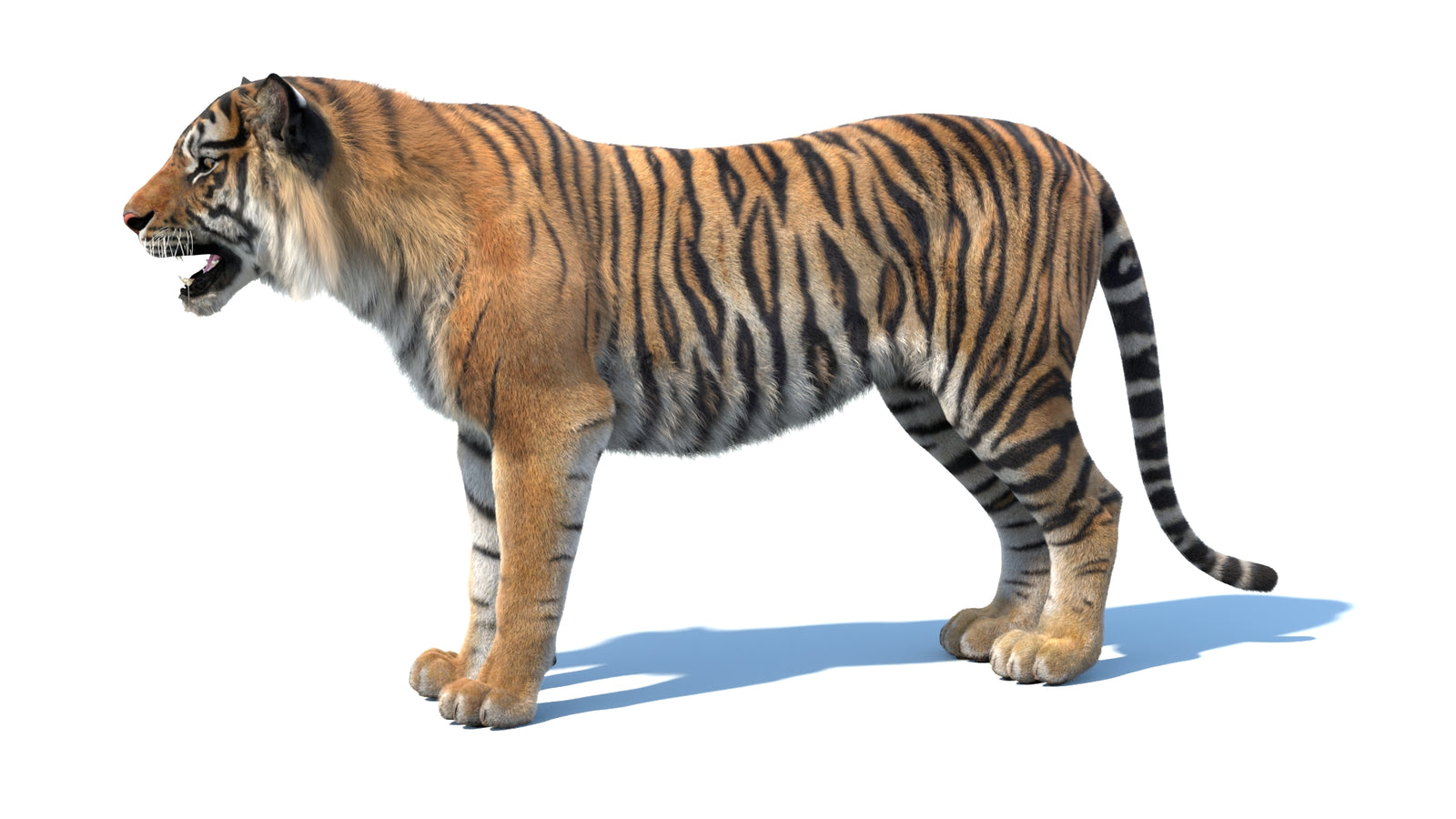 Animated Sumatran Tiger 3D Model Fur 360° view 1 frame 29