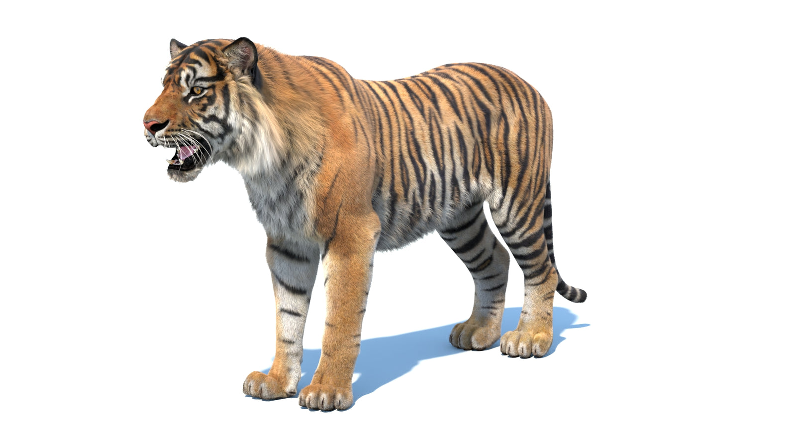 Animated Sumatran Tiger 3D Model Fur 360° view 1 frame 32