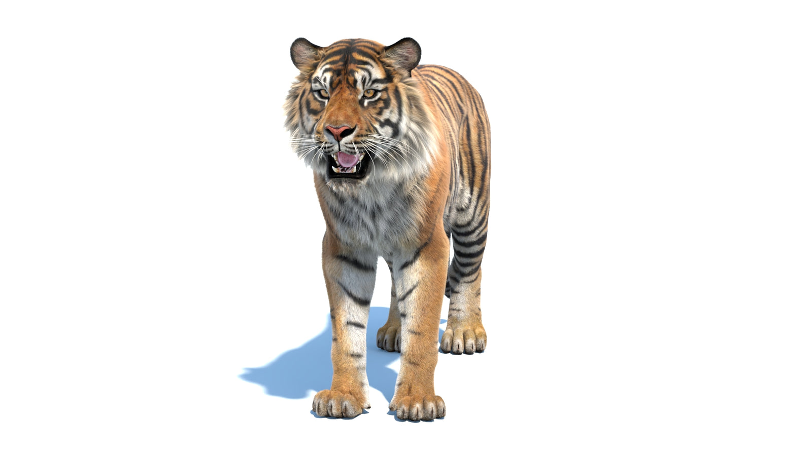 Animated Sumatran Tiger 3D Model Fur 360° view 1 frame 35