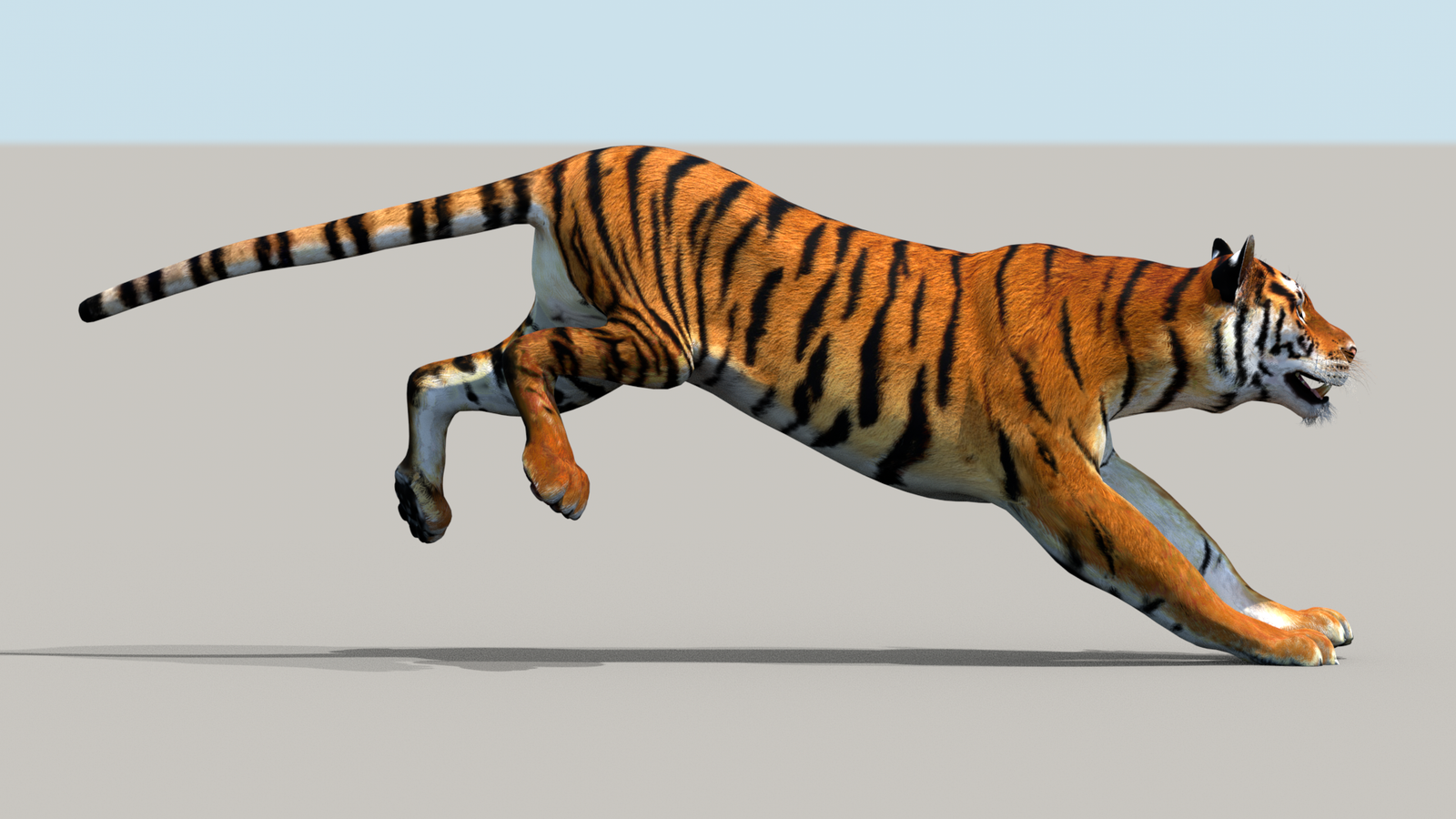Tiger 3D Model Animated 360° view 3 frame 2