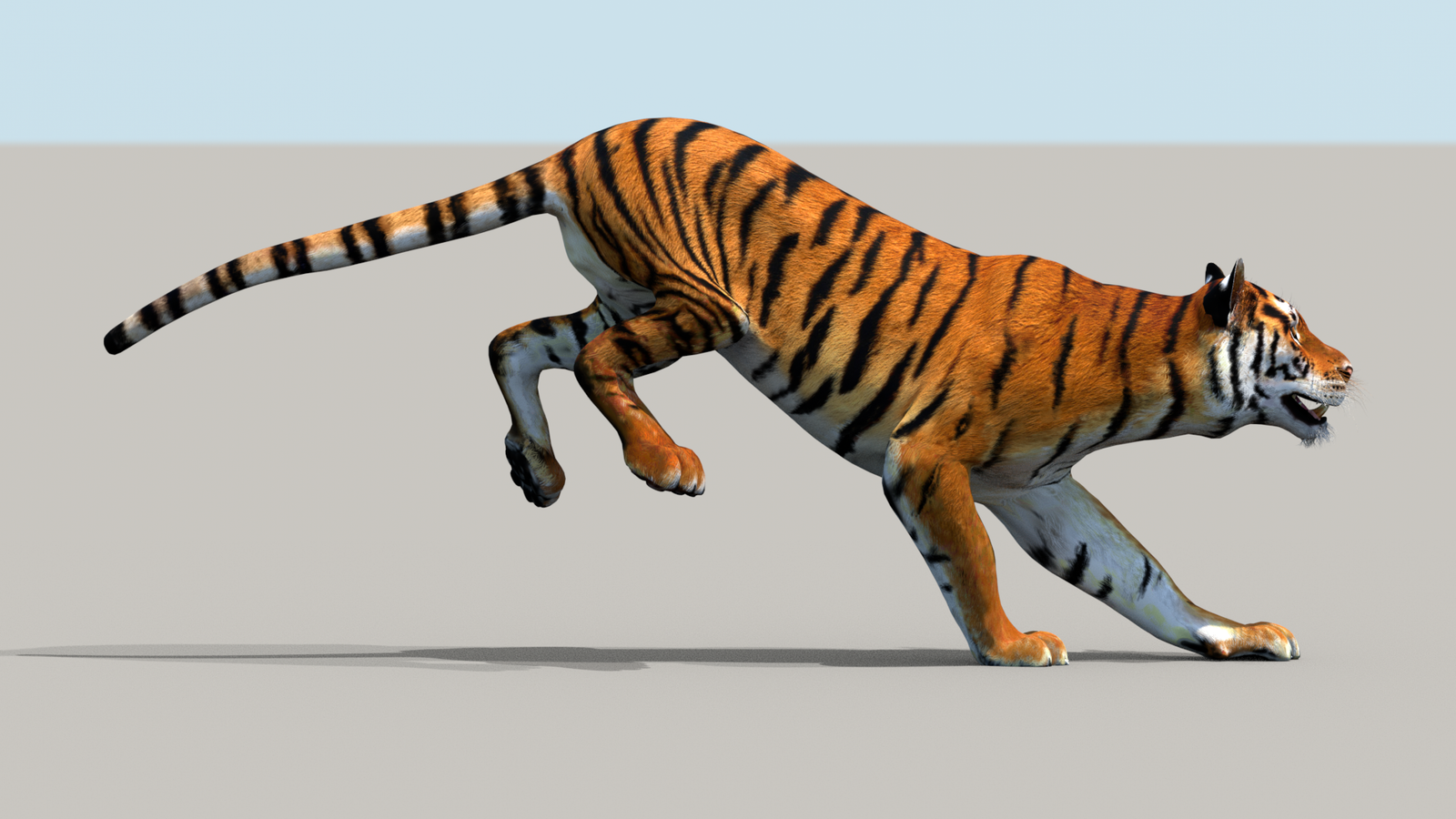 Tiger 3D Model Animated 360° view 3 frame 3