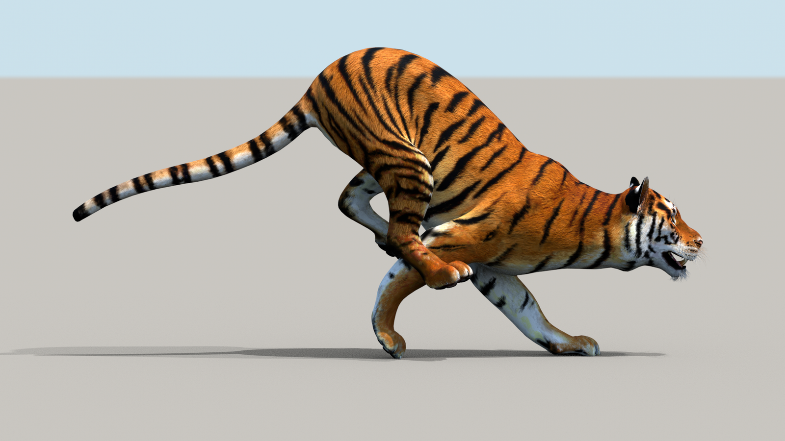 Tiger 3D Model Animated 360° view 3 frame 5