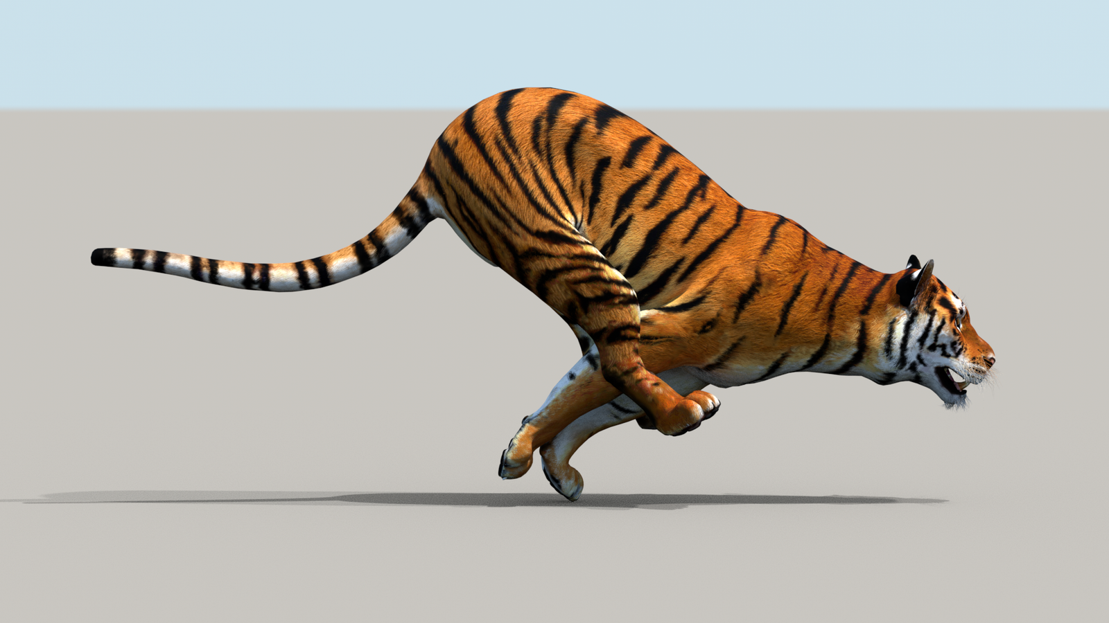 Tiger 3D Model Animated 360° view 3 frame 7