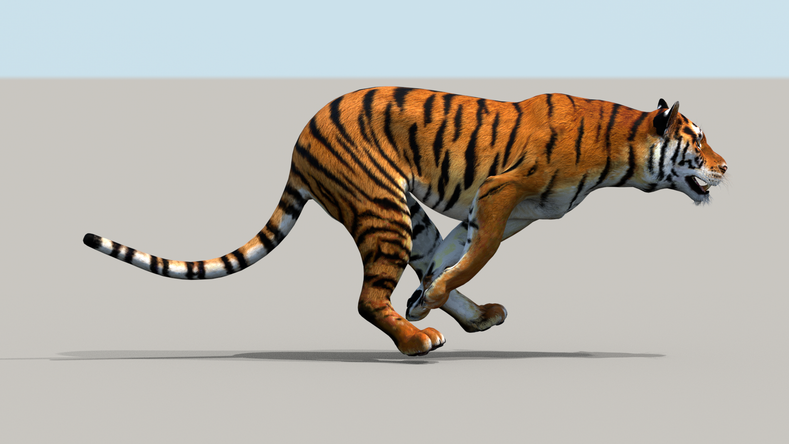 Tiger 3D Model Animated 360° view 3 frame 9